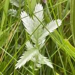 Argentina anserina Hoja