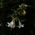 Abelia × grandiflora ফুল