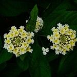 Lantana canescens Цвят