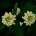 Lantana canescens Кветка