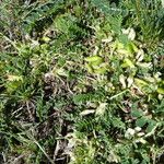 Astragalus depressus Frutto