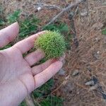 Castanea mollissima Fruit