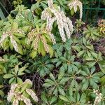 Pieris japonica ശീലം