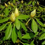 Rhododendron catawbiense Leaf