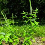 Teucrium hircanicum Blad