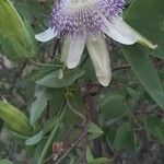 Passiflora giberti Flower