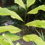 Wallichia oblongifolia Hoja