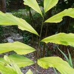 Wallichia oblongifolia Blatt