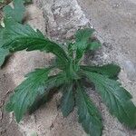 Erigeron bonariensis Leaf