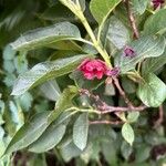 Lonicera involucrata Floare