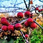 Crataegus persimilis Фрукт