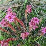 Sempervivum montanumÕis