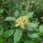 Viburnum rigidum Fleur