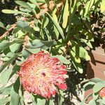 Protea caffra Flower