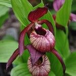 Cypripedium tibeticum Blomma