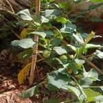 Datura innoxia Hábitos