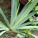 Iris pallida Habit