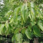 Hovenia dulcis Frunză