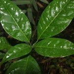 Peltostigma guatemalense Leaf