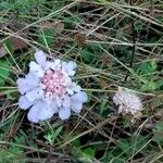 Scabiosa columbaria Blüte