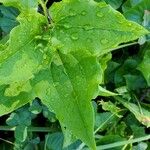 Smilax herbacea ഇല