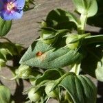 Lysimachia arvensis Fruit