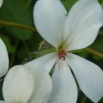 Pelargonium multibracteatum Flor