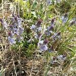 Veronica prostrata Bloem