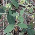 Silene baccifera Hoja