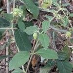 Silene baccifera Lapas