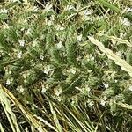 Echium italicum Floare