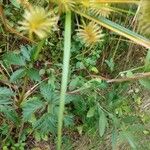 Cyperus strigosus 葉