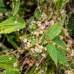 Cuscuta europaea Natur