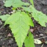 Abutilon vitifolium Blad