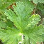 Pelargonium × asperum Hostoa