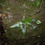 Asplenium sagittatum Natur