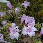 Rhododendron pemakoense Квітка