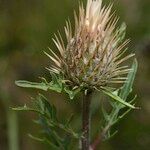 Klasea pinnatifida Fruit