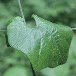 Rytidostylis gracilis Hoja