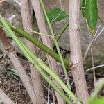 Jasminum simplicifolium Casca