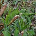 Polygonatum odoratumഇല