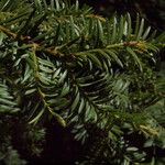 Taxus brevifolia Folha