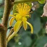 Grewia trichocarpa Flor