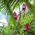 Dendrobium bigibbum Flower