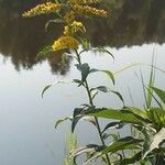 Solidago gigantea Hábito