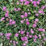 Trifolium resupinatum ᱵᱟᱦᱟ