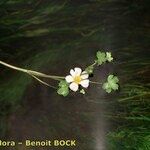 Ranunculus penicillatus Altul/Alta