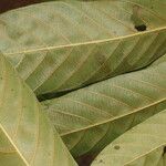 Chrysophyllum colombianum Leaf