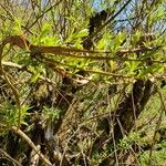 Salix udensis Yeri