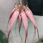 Bulbophyllum longiflorum 花